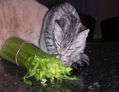 Can Cats Eat Celery