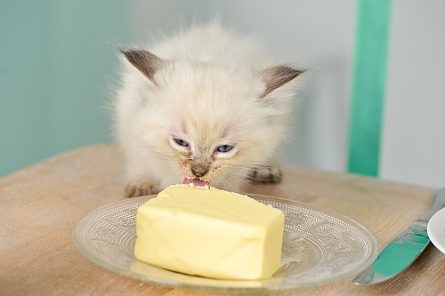 Can Cats Eat Butter? 2