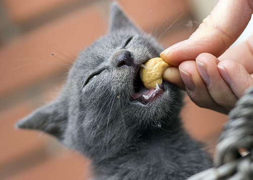 Can Cats Eat Cashews? 2