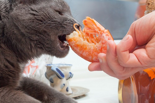 Can Cats Eat Shrimps 2