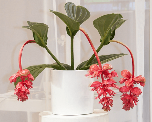 Is Medinilla Magnifica Toxic to Cats