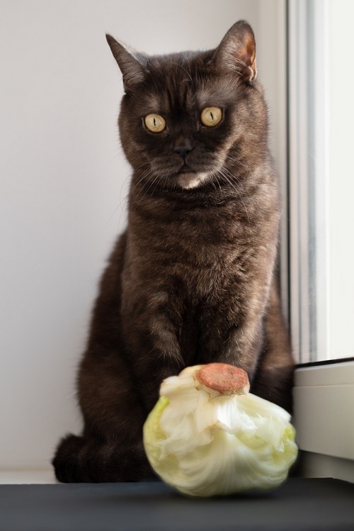 Can Cats Eat Cabbage 2