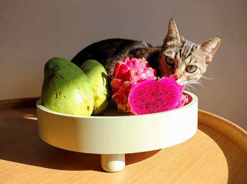 Can Cats Eat Dragon Fruit 2