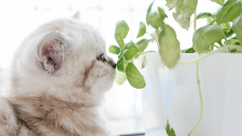 Can Cats Eat Basil 2