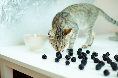 Can Cats Eat Blackberries 2