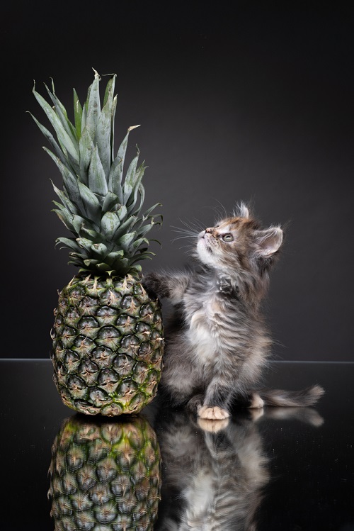 Can Cats Eat Pineapple 2