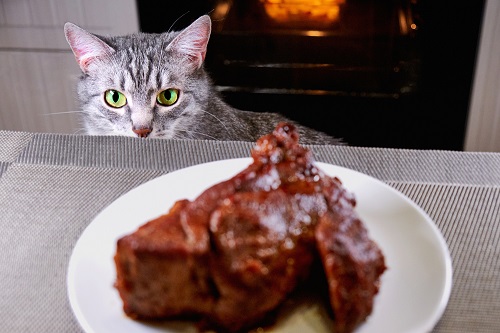 Can Cats Eat Steak 2