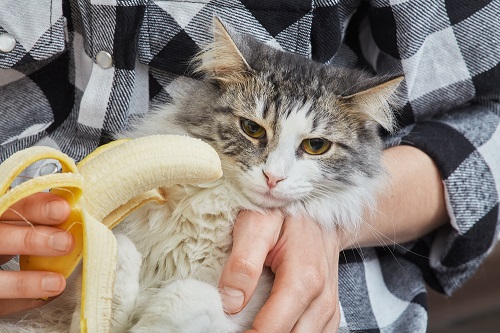 Can Cats Eat Bananas 2