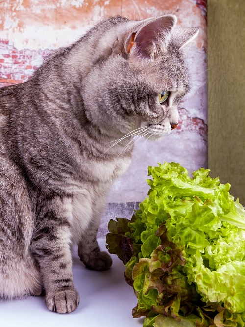 Can Cats Eat Lettuce 2