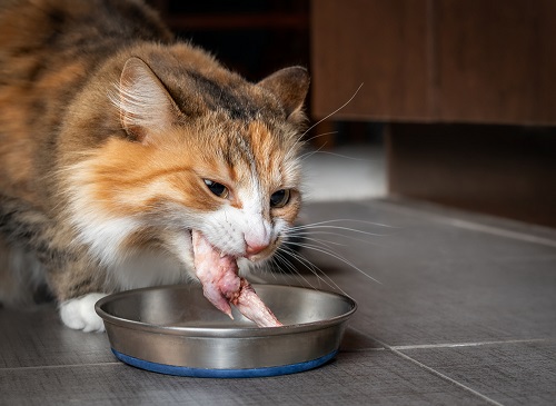 Can Cats Eat Raw Chicken 2