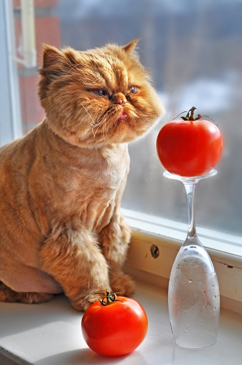 Can Cats Eat Tomatoes 2