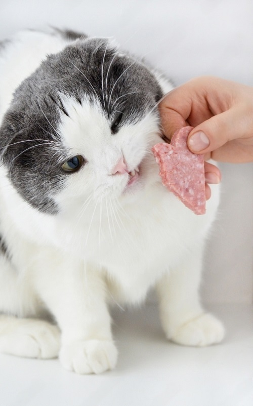 Can Cats Eat Salami 2