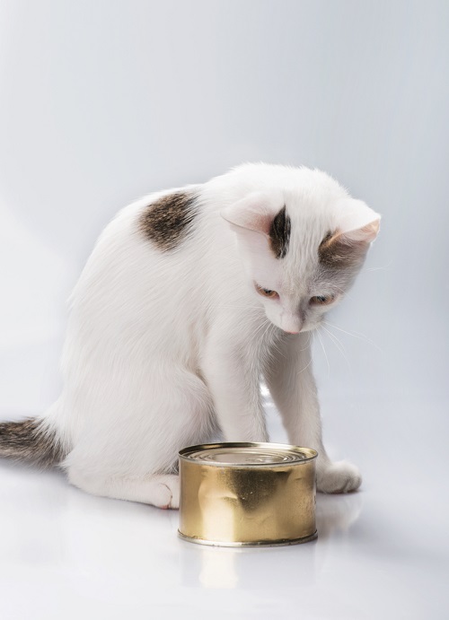 Can Cats Eat Canned Chicken 2
