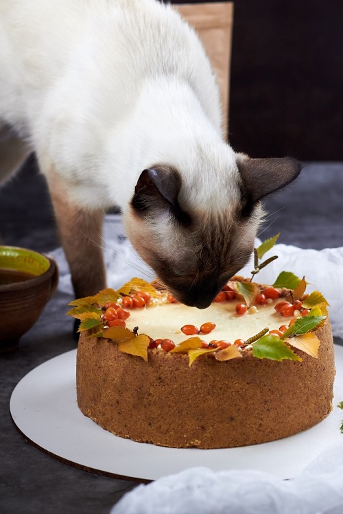 Can Cats Eat Cheesecake 2