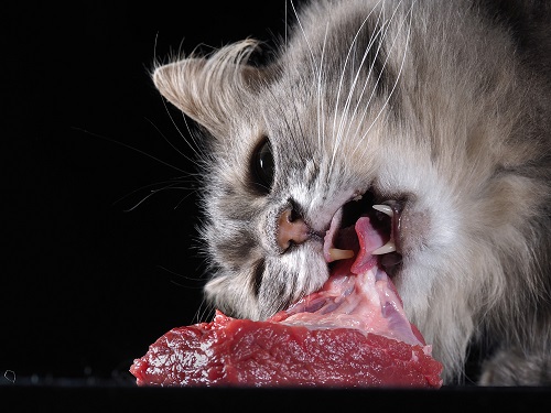 Can Cats Eat Raw Beef | Is Raw Beef Good for Cats 2