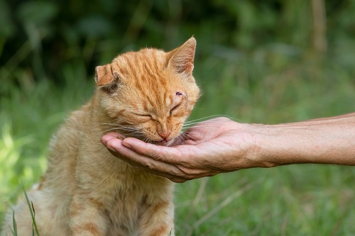 Can Cats Eat Raw Shrimp Is Raw Shrimp Safe For Cats 