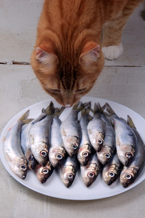 Can Cats Eat Sardines Are Sardines Good For Cats Cats Can Eat