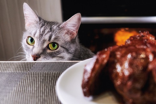 Can Cats Eat Pork 2