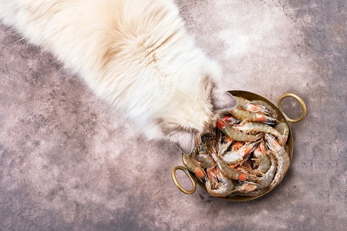 Can Cats Eat Raw Shrimp 2