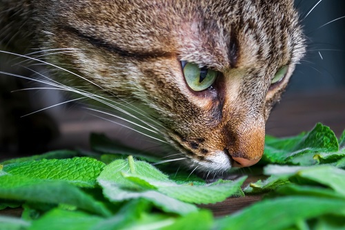 Can Cats Eat Mint 2