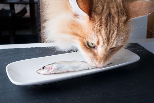 Can Cats Eat Raw Fish 2