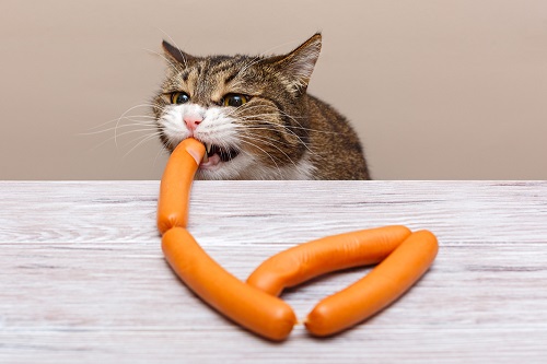 Can Cats Eat Sausage 2
