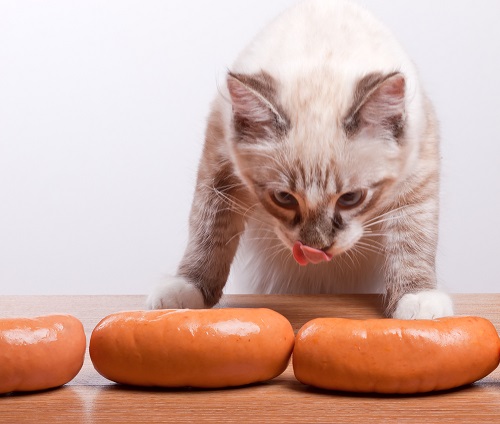 Can Cats Eat Sausage 3