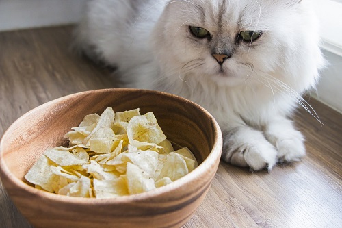 Can Cats Eat Chips? 3