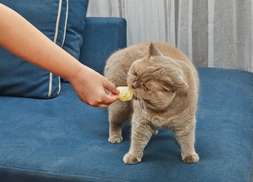 Can Cats Eat Chips? 2