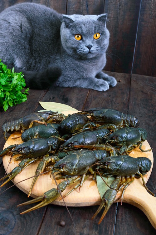 Are Cats Attracted to Crawfish?