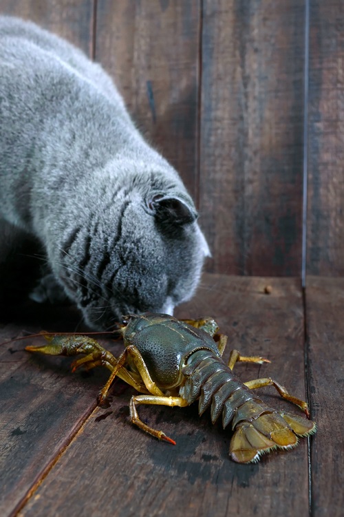 Do Cats Prefer Seafood Over Normal Food?