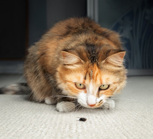 Can Cats Eat Flies 2