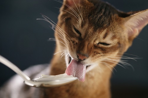 Can Cats Eat Greek Yogurt 2