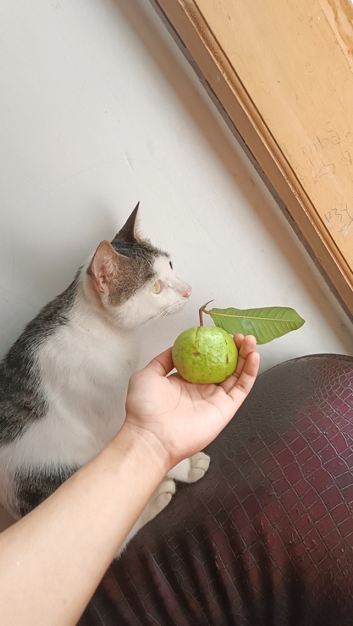 Can Cats Eat Guava? 2