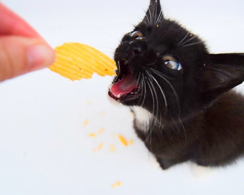 Can Cats Eat Chips? 4