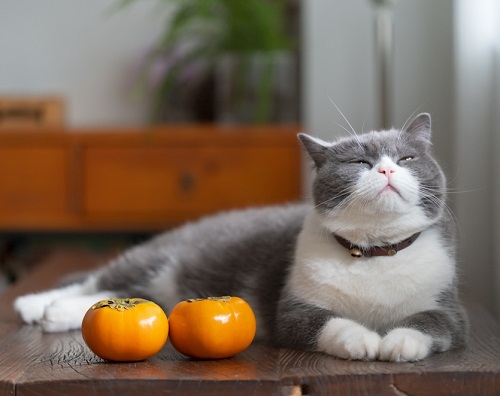 Can Cats Eat Persimmons? 3