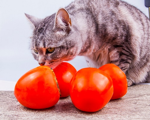 Can Cats Eat Persimmons? 2