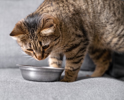 Can Cats Eat Saltine Crackers? 2