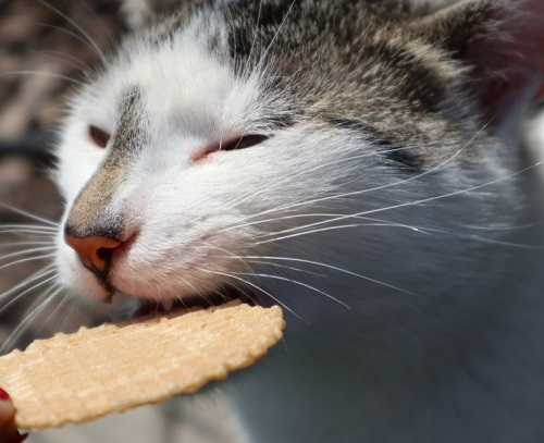 Can Cats Eat Saltine Crackers? 3