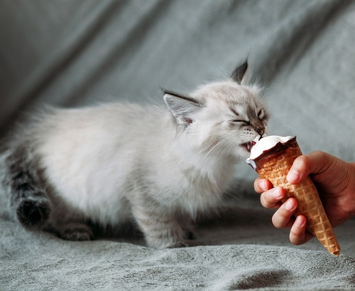 Can Cats Eat Vanilla Ice Cream 3