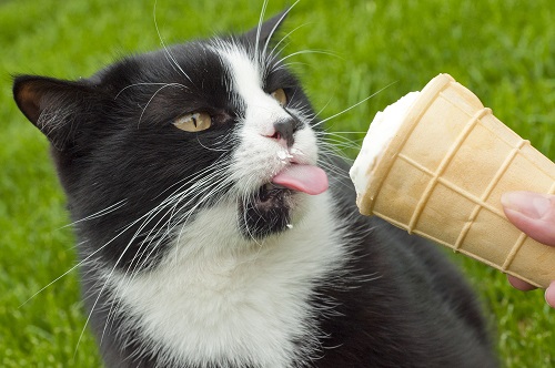 Can Cats Eat Vanilla Ice Cream 2