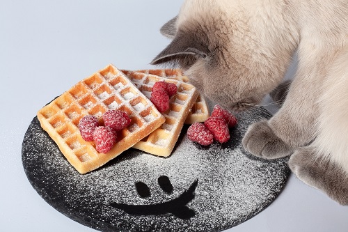 Can Cats Eat Waffles 2