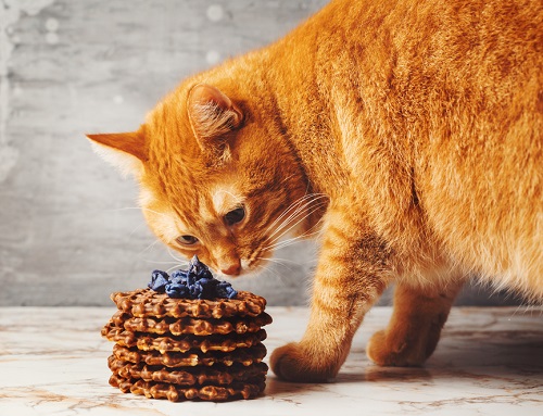 Can Cats Eat Waffles 3