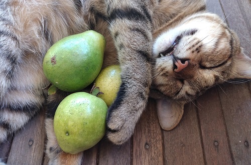 Can Cats Eat Guava? 3