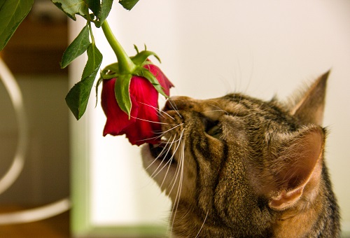 Can Cats Eat Roses 2