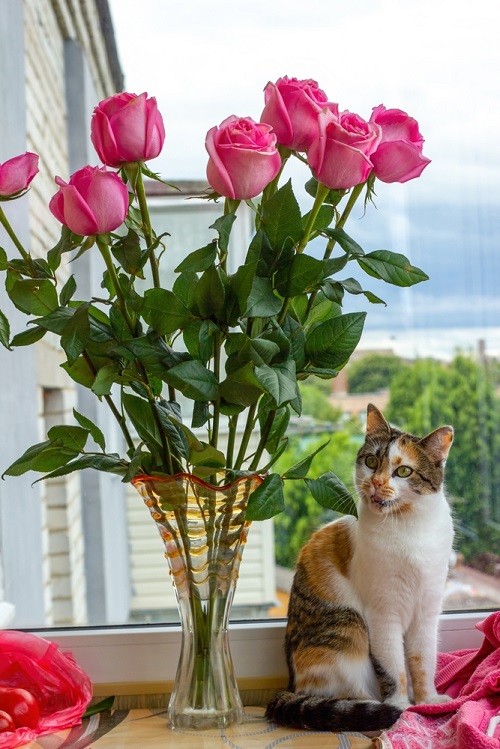 Can Cats Eat Roses 3