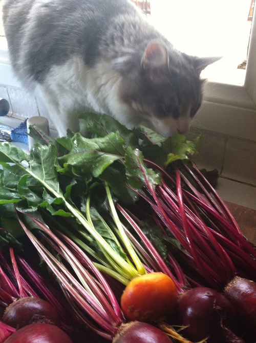 Can Cats Eat Beets 3