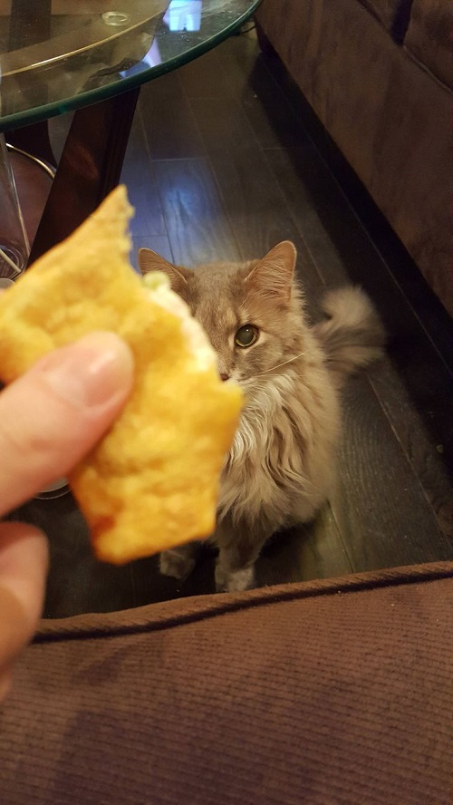 Can Cats Have Crab Rangoon? 2