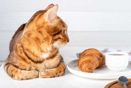 Can Cats Eat Croissants? 2