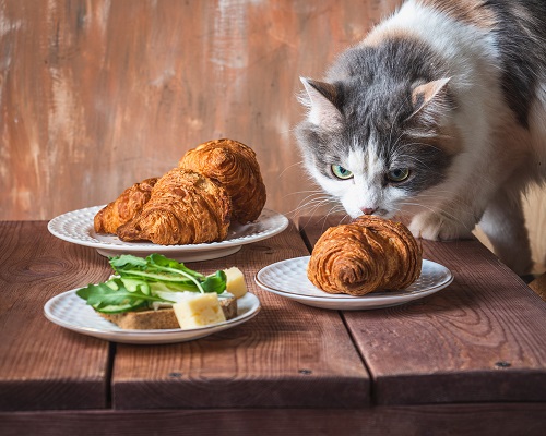 Can Cats Eat Croissants? 3